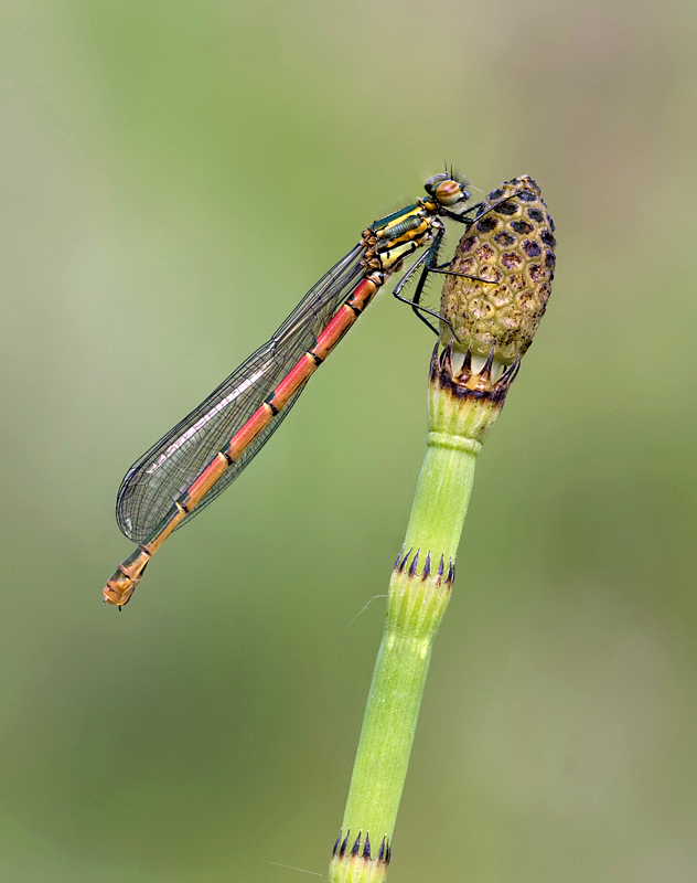 Large Red Damselfly 2